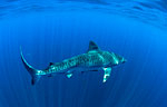 Three protected tiger sharks killed in Aliwal Shoal, South Africa Photo