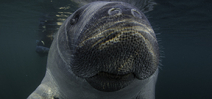 Manatees are super sensitive to touch Photo