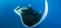 Manta ray images required for science Photo