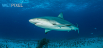 Dominican Republic bans shark fishing Photo