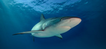 Paper calls for ban on shark fin consumption and trade Photo