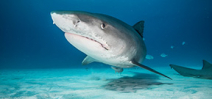 The Bahamas expands marine protected areas Photo