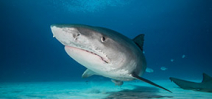 New shark sanctuary announced in Madagascar Photo