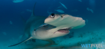 Paper quantifies benefits of shark diving to Bahamas economy Photo
