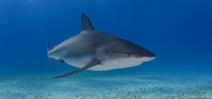 Shark Sanctuaries announced in Caribbean Photo