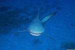 Bahamas shark bite aboard Shear Water, official thread Photo
