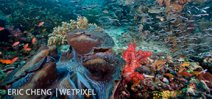 Call for entries: Raja Ampat Underwater Photo Contest Photo