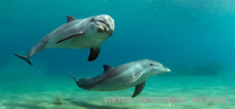 Book release: 100 Facts About Dolphins Photo