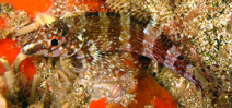 Name your own blenny Photo