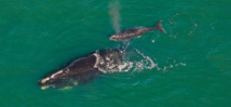 Bad breeding season sees no new calves for Northern Atlantic Right Whales Photo