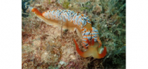 Here’s your chance to name a new species of nudibranch Photo
