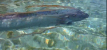 Giant Oarfish found off Catalina Island Photo