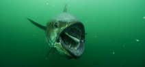 Bluefin Tuna underwater by Brian Skerry Photo