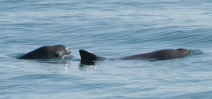 A battle to save the most endangered marine mammal: The Vaquita Photo
