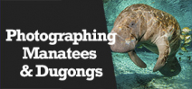 Wetpixel Live: Photographing Manatees and Dugongs Photo