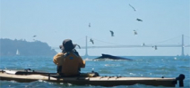 Kayakers experience humpbacks feeding in San Francisco Bay Photo