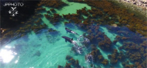 Video: Orcas hunting in crystal clear shallows Photo