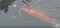 Giant squid filmed in shallow water in Japan Photo