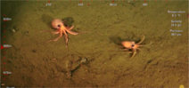 Video: Costa Rica Deep Sea Connections Photo