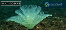 Video: Feather Duster Worms Emerge Photo