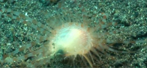 Video: Earth Touch Wild Oceans file clam Photo