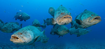 Earth Day 2021: Help Ensure Continued Protection of Florida Goliath Groupers Photo