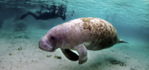 Florida manatee moved off the endangered species list Photo