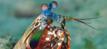 Two viral videos about the amazing Mantis Shrimp Photo