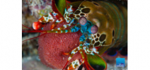 Video: Borneo from Below on Mantis Shrimp Photo