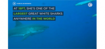 Video: 18 foot Great White Shark Photo