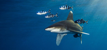 NOAA consults on oceanic whitetip protection Photo