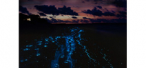 Using bioluminescent vomit to attract mates Photo