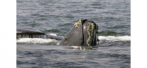 Over half the world population of right whales return to Cape Cod Photo