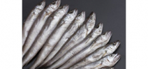 West coast sardine population collapses prompting fishing ban Photo