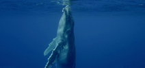 Teaser: Sea of Love humpback footage Photo