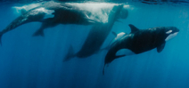 Shawn Heinrichs captures epic battle between orcas and sperm whales Photo