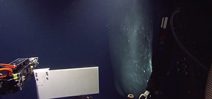 ROV encounters sperm whale Photo