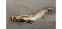 NOAA investigates unusual number of whale deaths in Alaska Photo