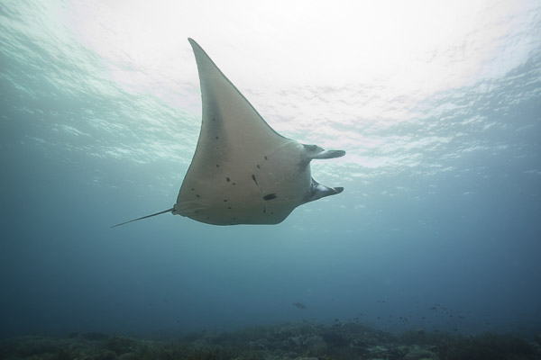 Indonesian manta ray sanctuary on Wetpixel