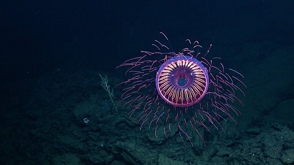 Deep water jellyfish on Wetpixel