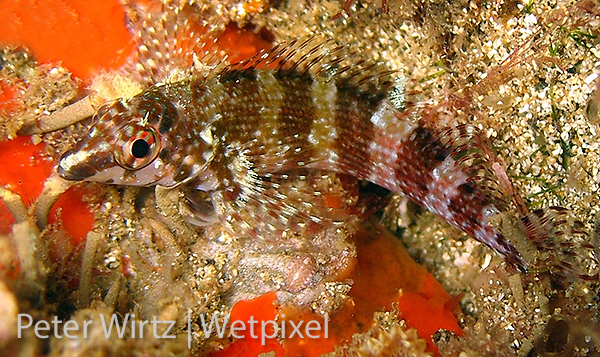 Name your blenny on Wetpixel