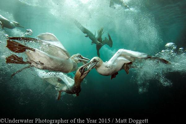 Underwater Photographer of the Year 2016 on Wetpixel