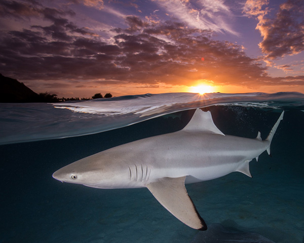 Sharky Sunset on Wetpixel